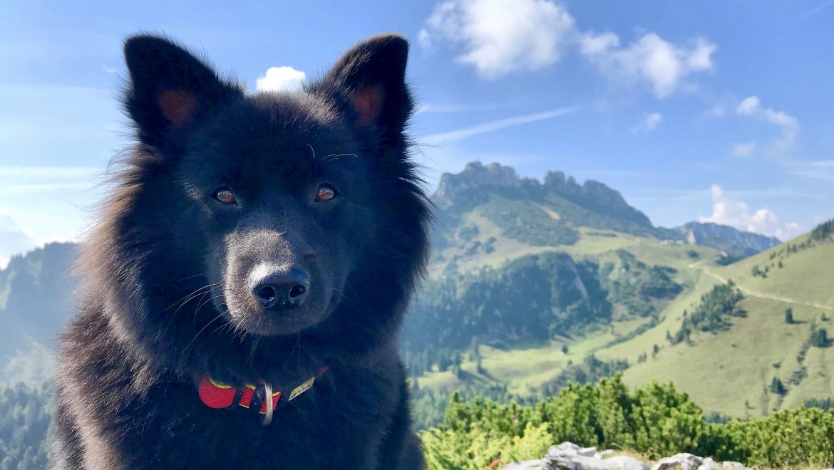 Hund mit Kampenwand 