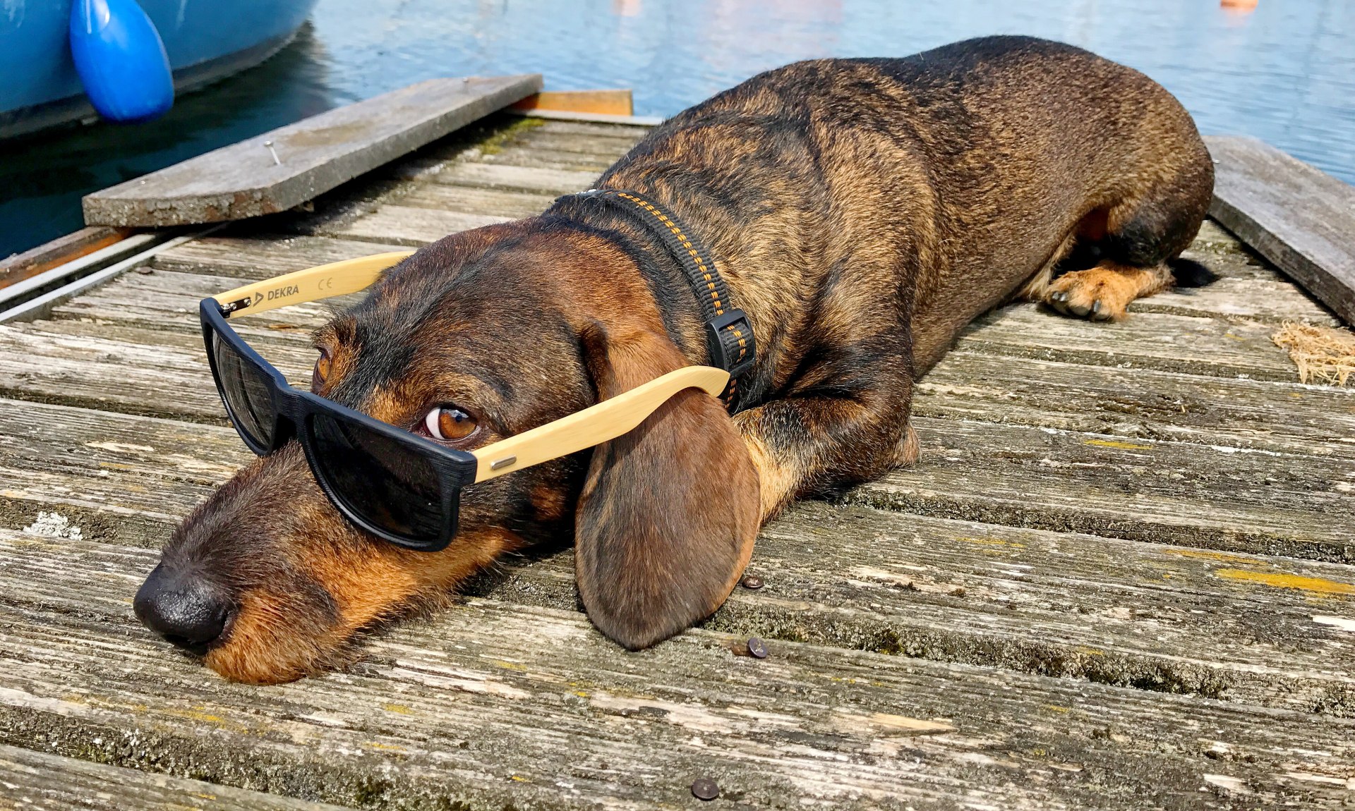 Dackel mit Brille , © H. Reiter