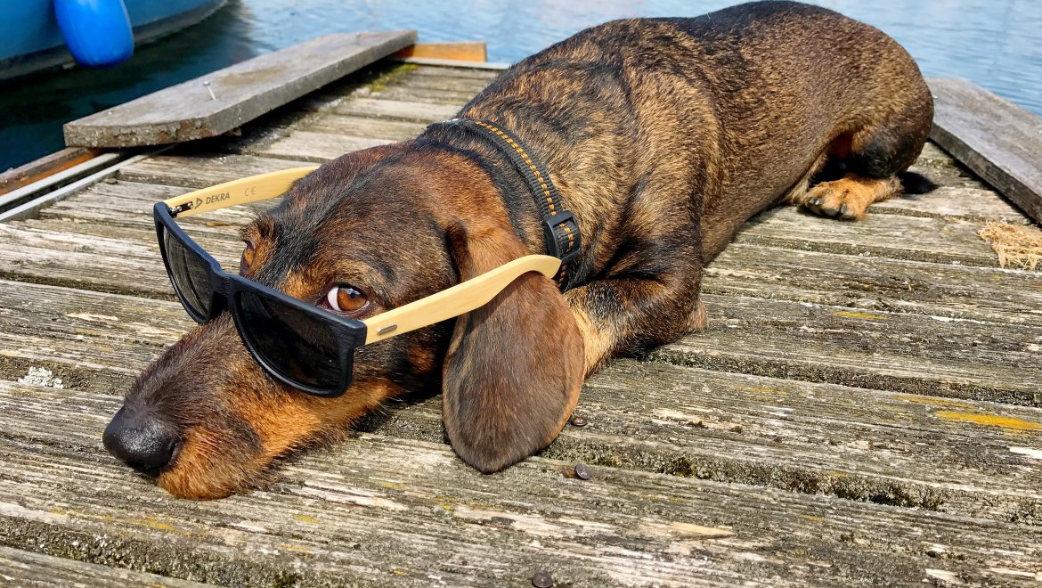 Dackel mit Brille , © H. Reiter