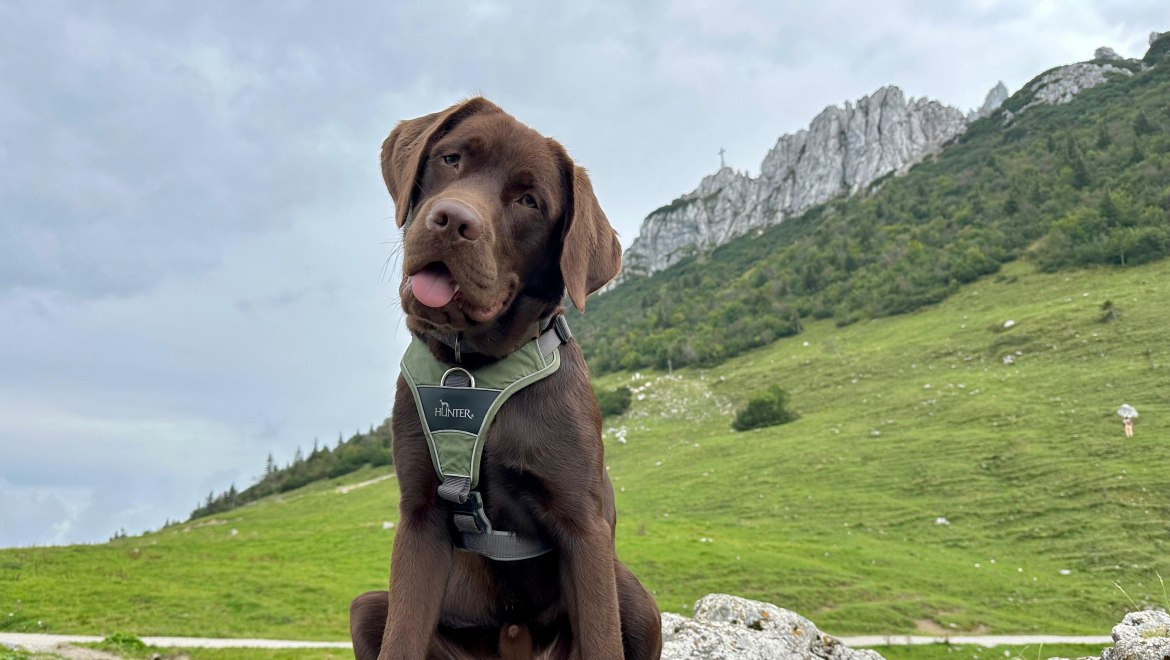 Hund auf der Kampenwand 